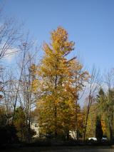 Golden fall colors